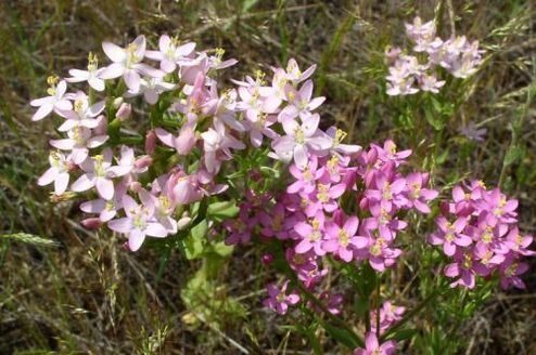 Golderger alkoholari uko egiteagatik